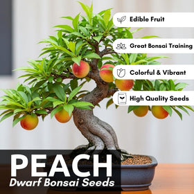 CZ Grain Bonsai Peach tree in pot for compact indoor growth