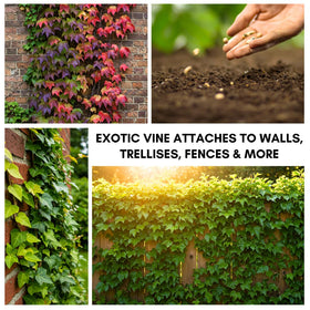 CZ Grain Boston Ivy autumn leaves turning red for seasonal color