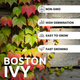 CZ Grain Boston Ivy dense climber over a wall providing dense coverage