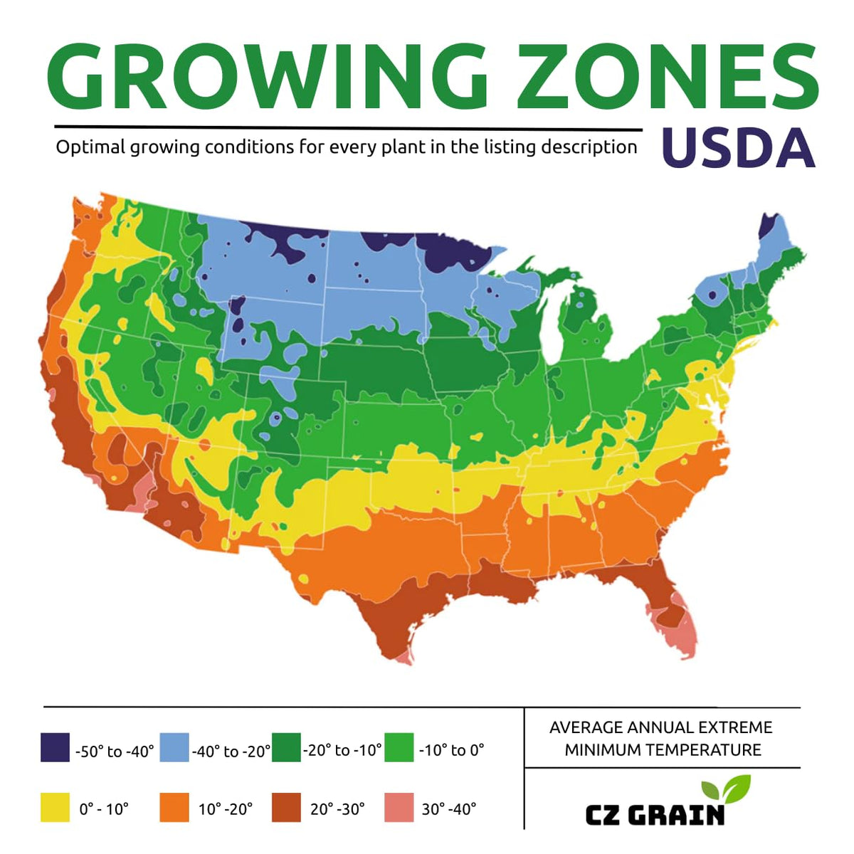 CZ Grain Boston Ivy seeds deliver fast germination for quick privacy