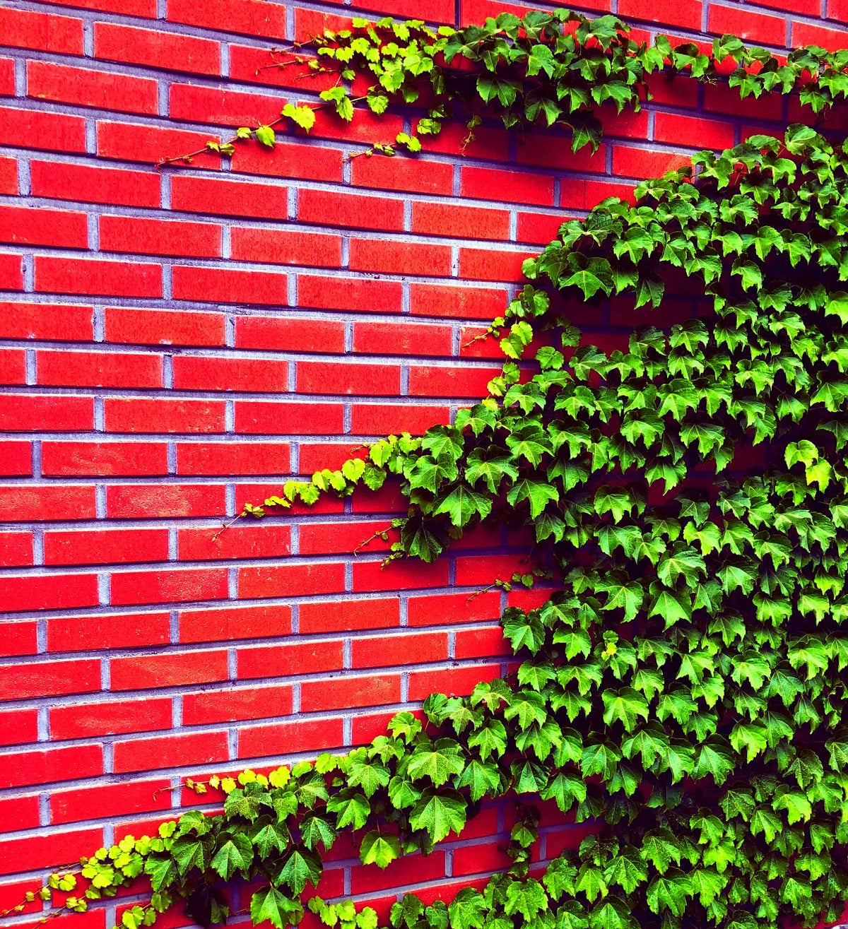 CZ Grain Boston Ivy seeds pack ready for easy garden coverage and privacy