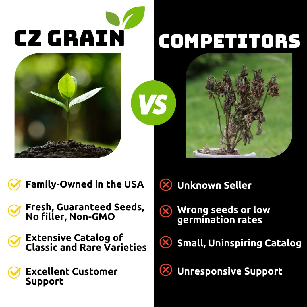 CZ Grain Boston Ivy thriving in varied soils offers versatile garden coverage