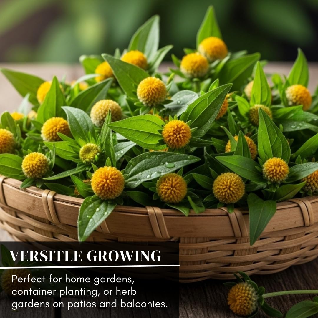 CZ Grain Buzz Button dessert-garnish elevates treats with edible blooms.