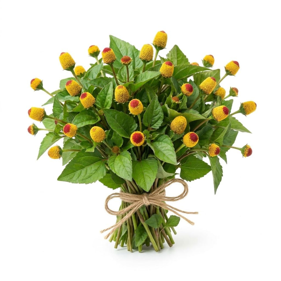 CZ Grain Buzz Button seeds pack for easy home gardening.