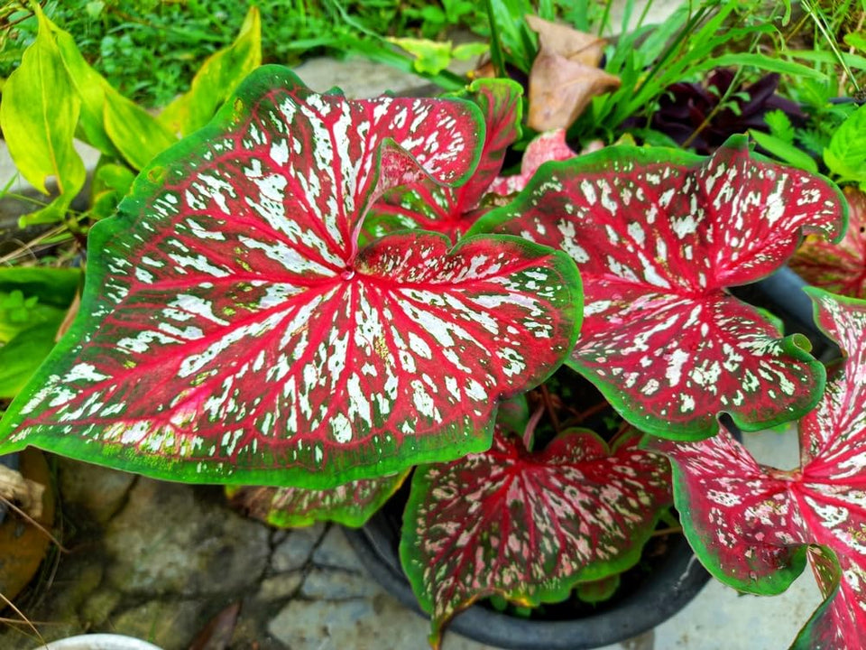 CZ Grain Carolyn Whorton Caladium bulbs in Fancy color add vibrant shade garden focal point