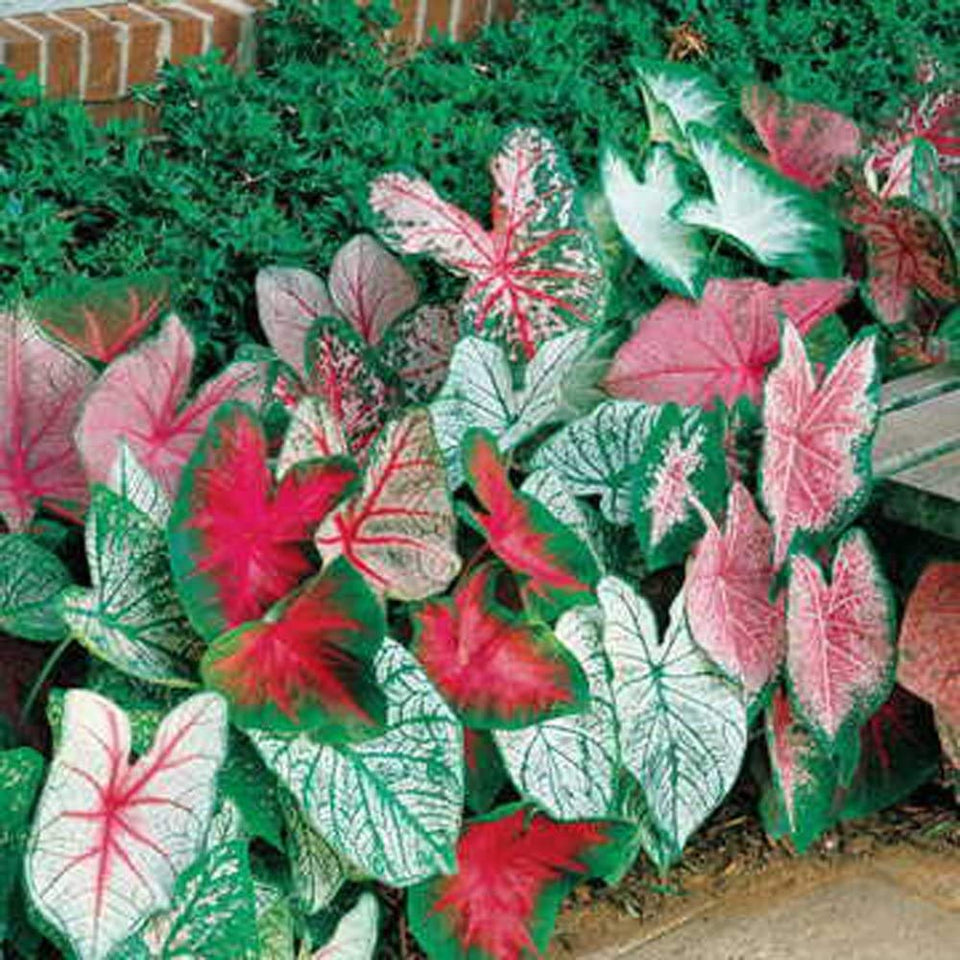 CZ Grain Caladiums fancy mix leaves brighten shade gardens.