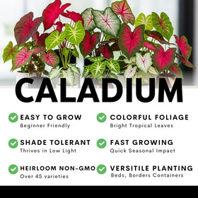 CZ Grain caladiums in a garden bed add tropical drama.