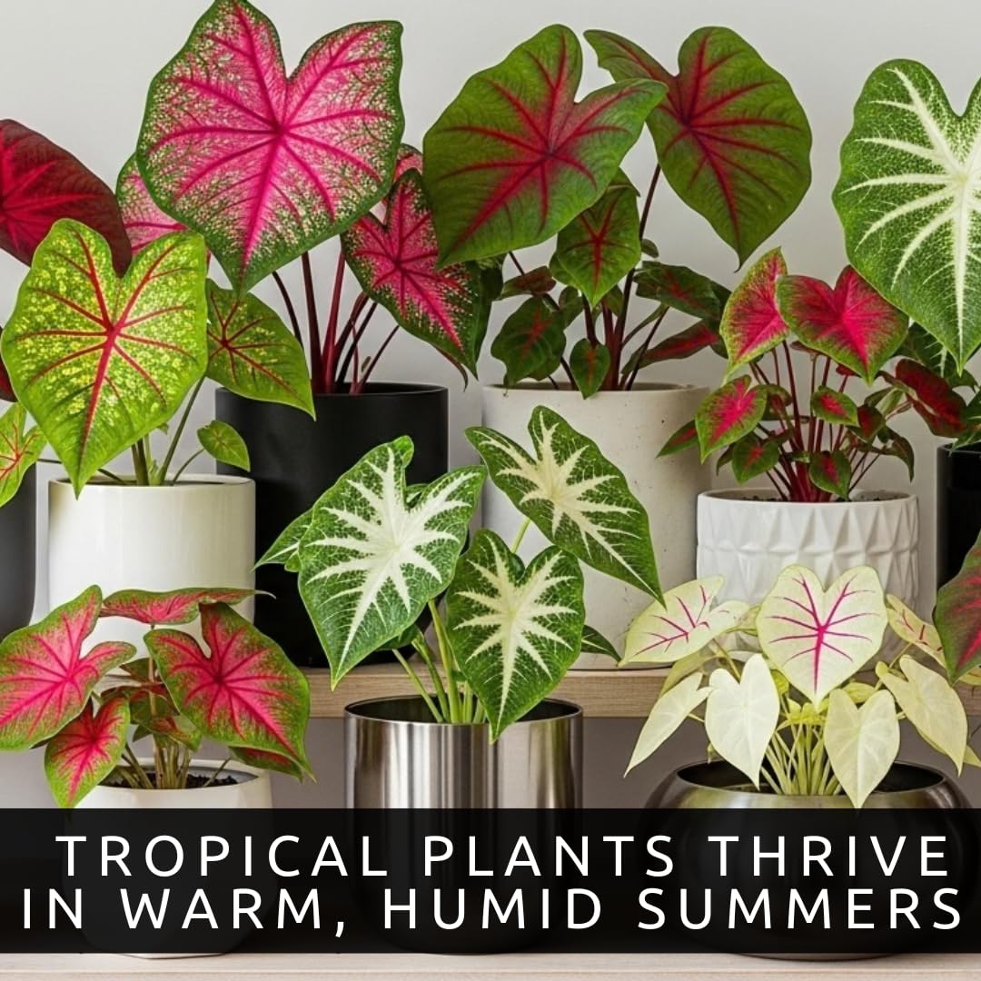 CZ Grain Caladiums showcased indoors with lush foliage.