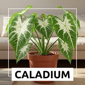 CZ Grain Caladium Fancy color leaves close-up showing dramatic foliage.