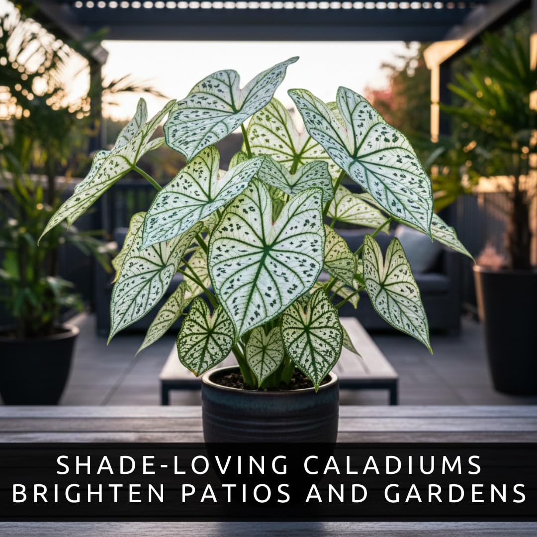 CZ Grain caladium leaf pattern close-up showing bold color contrast