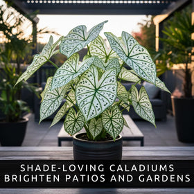 CZ Grain caladium leaf pattern close-up showing bold color contrast