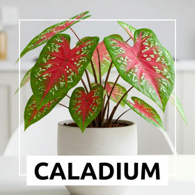 CZ Grain caladium bulbs ideal for indoor planting and warm-season color.