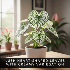 CZ Grain caladiums with hosta in a tropical porch planter