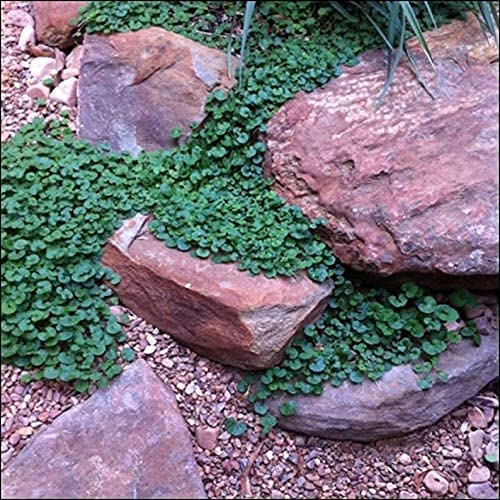 CZ Grain Carpet Vine Seeds close-up showing dense ground cover growth potential.