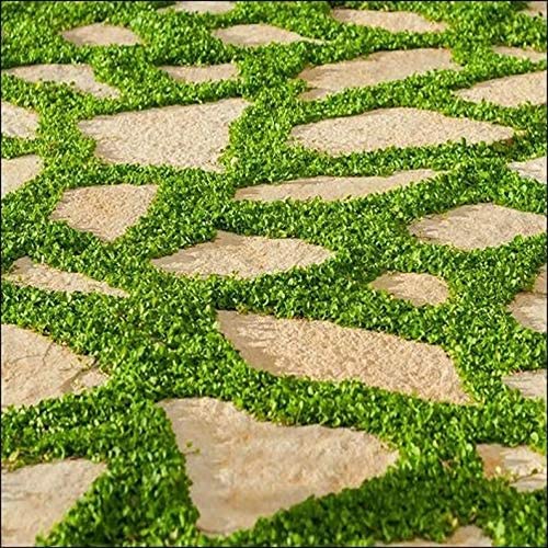 CZ Grain seed packets for carpet vine with easy planting tips and maintenance.