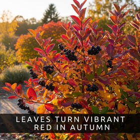 CZ Grain chokeberry seeds showcase red fall foliage, enhancing landscape appeal.