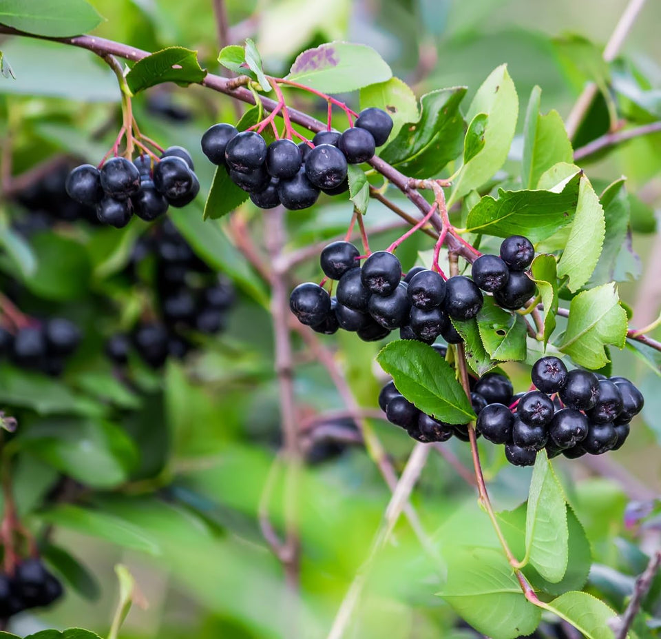CZ Grain chokeberry seeds in an ornamental bush, ideal for year-round garden color.