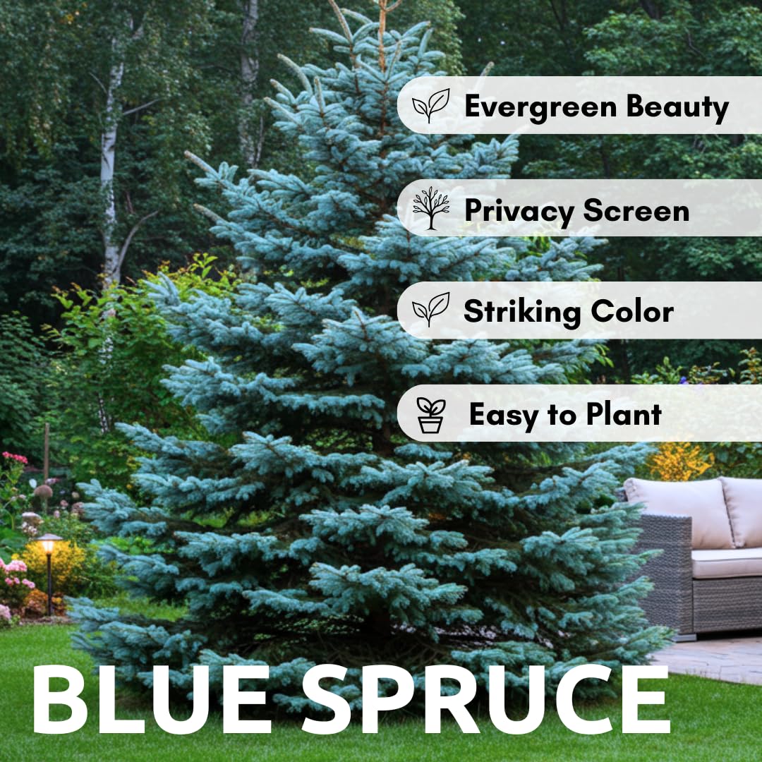 CZ Grain Colorado Blue Spruce needles showcase blue-green color in early growth