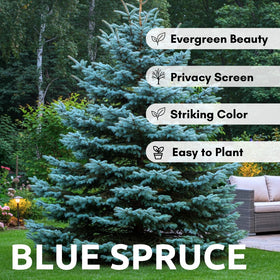 CZ Grain Colorado Blue Spruce needles showcase blue-green color in early growth
