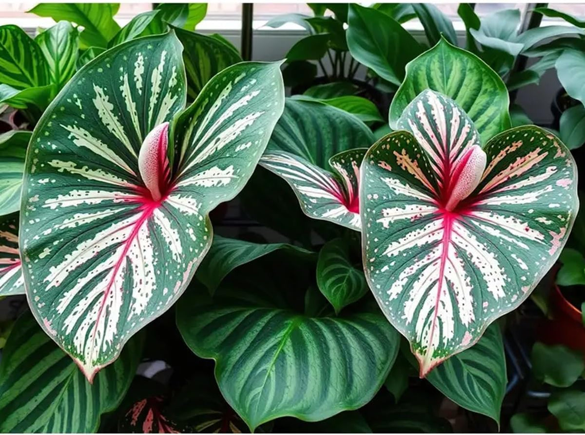 CZ Grain Constellation Caladium bulbs ready for bed or container use, vibrant color.