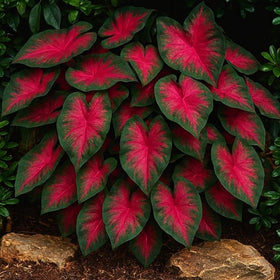 CZ Grain container display showing lush, colorful caladium foliage.