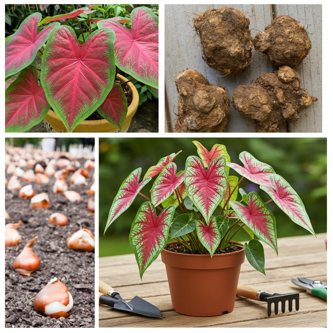 CZ Grain Container Garden Display adds year-round color to pots and borders.