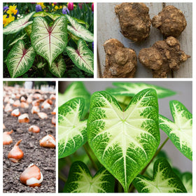 Caladiums planted in a container setup by CZ Grain for patios or entryways.
