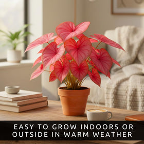 CZ Grain copper-veins on salmon-pink leaves for garden focal points