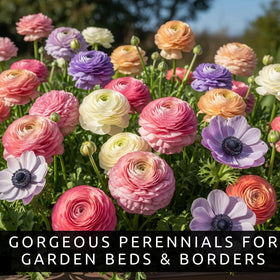 CZ Grain ranunculus anemone blooms ideal for long-lasting cut arrangements