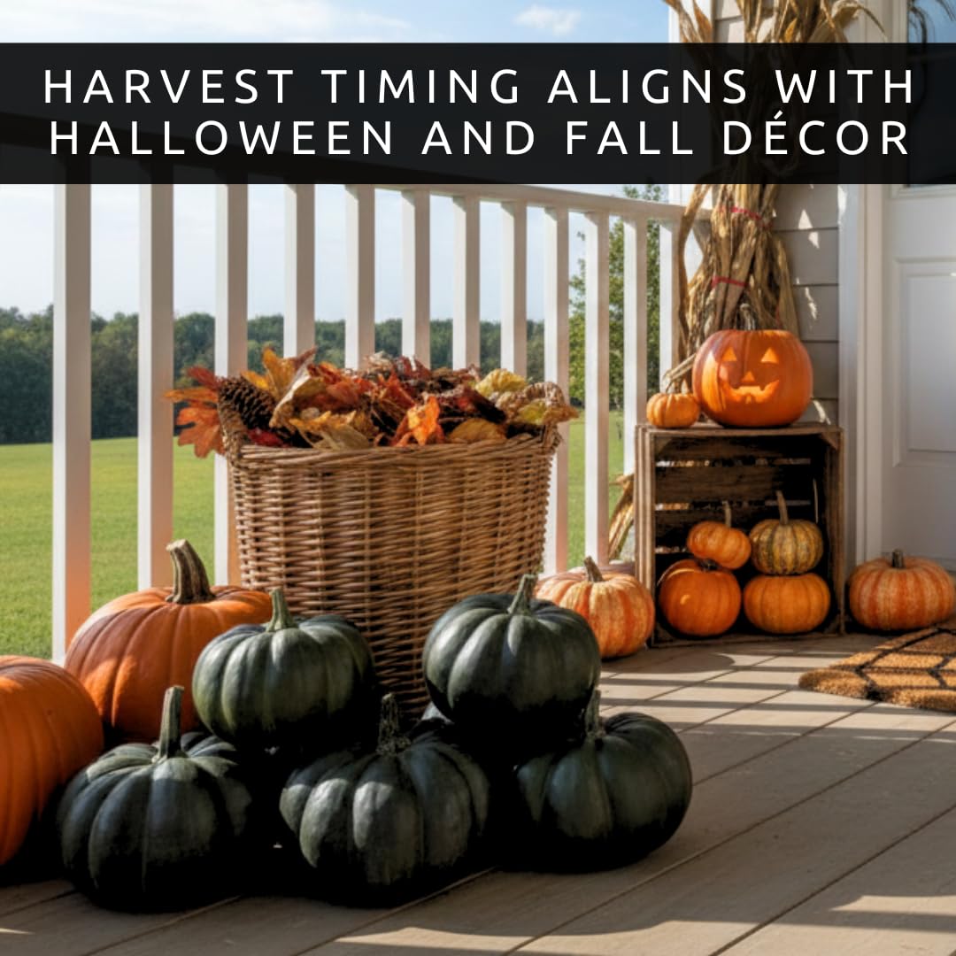 CZ Grain deep-black skin pumpkins provide bold color for eye-catching displays.