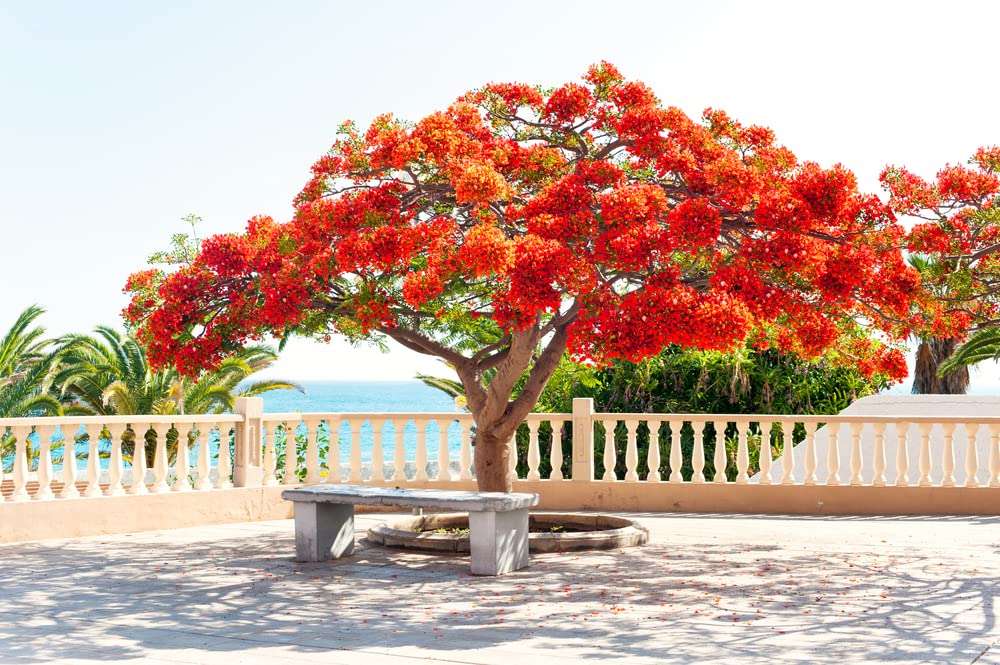 CZ Grain Delonix regia seeds pack close-up, ready for planting and garden inspiration.