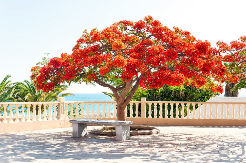 CZ Grain Delonix regia seeds pack close-up, ready for planting and garden inspiration.