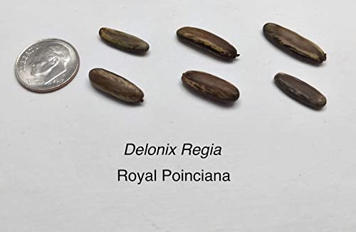 CZ Grain Delonix regia seeds sprouting in pot, promising lush growth in warm climates.