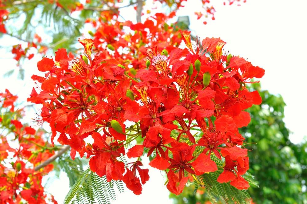Delonix regia seeds macro shot highlighting vibrant red coats for collectors.