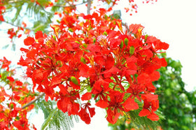 Delonix regia seeds macro shot highlighting vibrant red coats for collectors.
