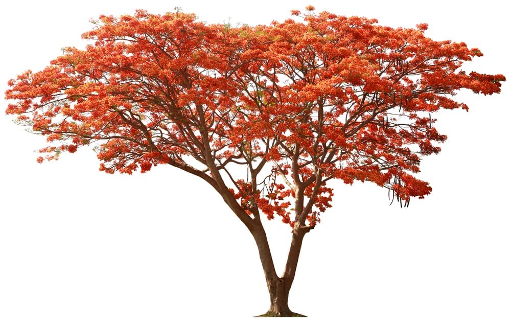 CZ Grain Delonix regia seeds in packaging, highlighting freshness and quality.