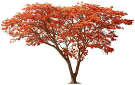 CZ Grain Delonix regia seeds in packaging, highlighting freshness and quality.