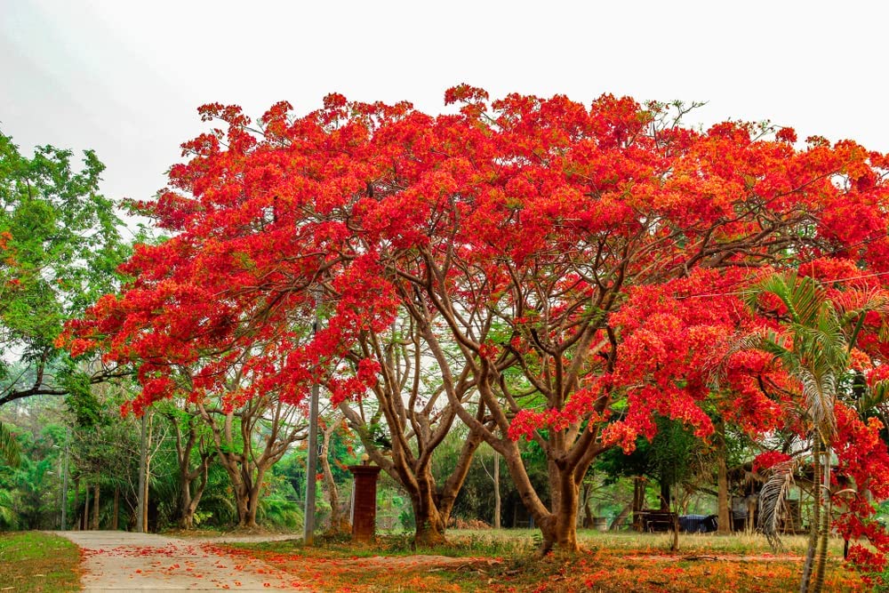CZ Grain Delonix regia seeds ready to grow into a striking garden tree.