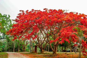 CZ Grain Delonix regia seeds ready to grow into a striking garden tree.