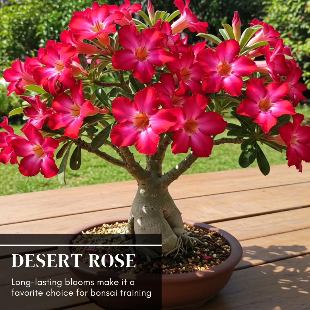CZ Grain Desert Rose seeds bonsai-pot-ready seedlings add ornamental charm