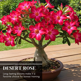 CZ Grain Desert Rose seeds bonsai-pot-ready seedlings add ornamental charm