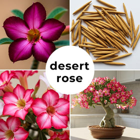 CZ Grain Desert Rose seeds first-sprouts emerging in pots signal easy care