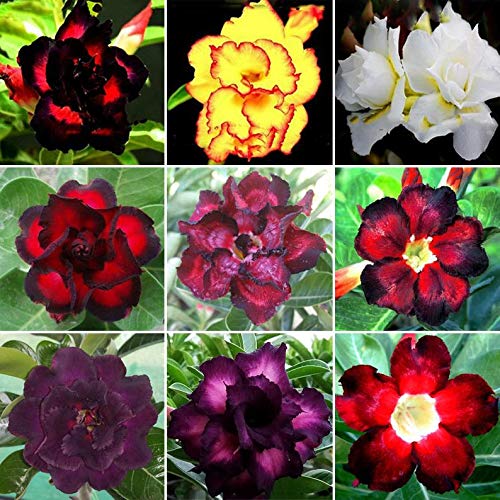 CZ Grain Desert Rose seeds mixed color pack ready for easy planting and vibrant blooms