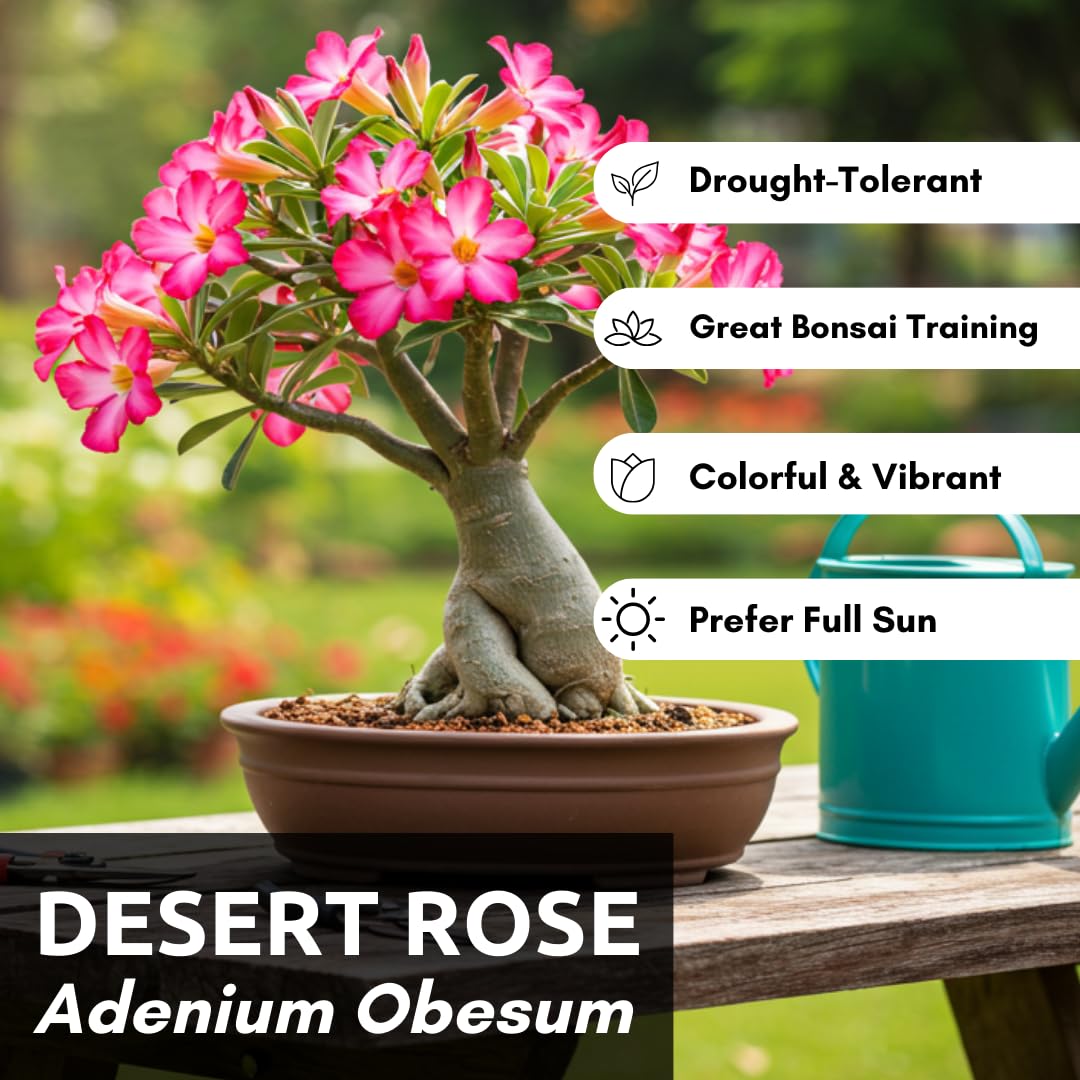CZ Grain Desert Rose seeds soak-before-plant action demonstrates easy germination