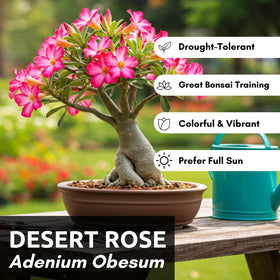 CZ Grain Desert Rose seeds soak-before-plant action demonstrates easy germination