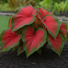 CZ Grain Dragon Heart caladium bulbs ready for container planting with vibrant foliage.