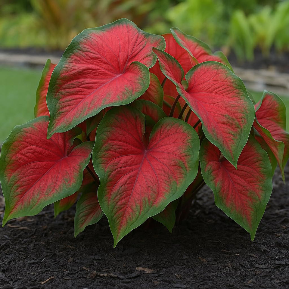 CZ Grain Dragon Heart caladium bulbs ready for container planting with vibrant foliage.