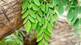 CZ Grain Dwarf Moringa seeds ready to dry or roast for flavor