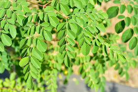 CZ Grain Dwarf Moringa seeds in a packet ready for home planting and harvest