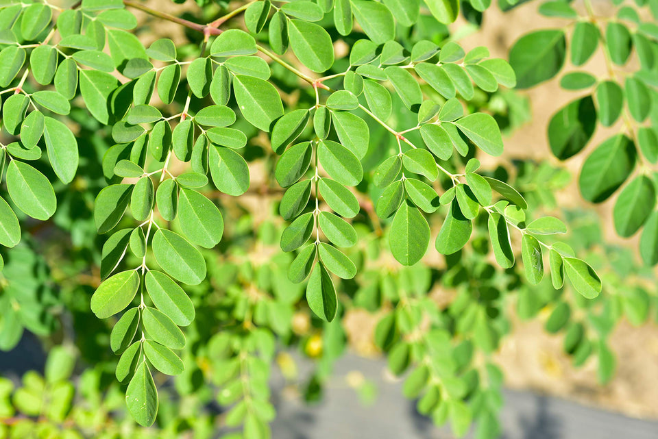 CZ Grain Dwarf Moringa seeds in a packet ready for home planting and harvest